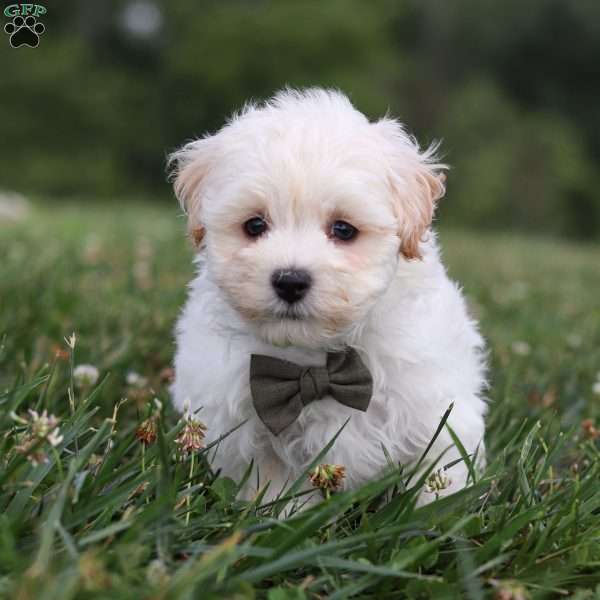 Maverick, Maltipoo Puppy